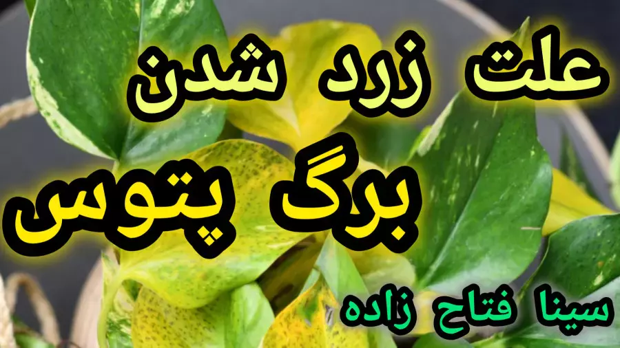 تحلیل تخصصی تغییر رنگ برگ‌ها و علت زرد شدن برگ پتوس بعد از تعویض گلدان