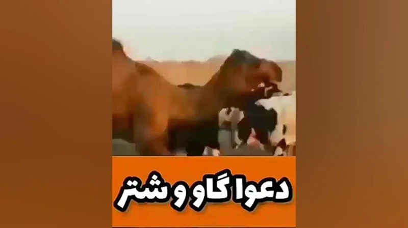 حمله ناگهانی گاو خشمگین به یک شتر! ۳ اسفند ۱۴۰۳