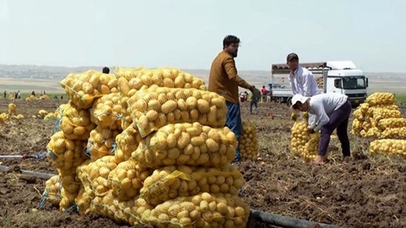 کشف بیش از ۲ هزار تن سیب‌زمینی احتکار شده در شیراز! ۴ اسفند ۱۴۰۳