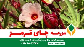 مزرعه چای ترش چای قرمز زرگیاه