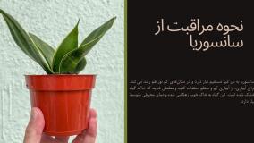 نحوه مراقبت از گیاه سانسوریا