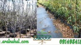 خرید نهال میوه