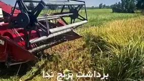 خرید برنج ندا