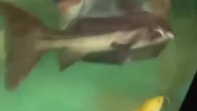 شاید باورتون نشه ولی ماهی با سرزد تو صورت طرف بیهوش شد