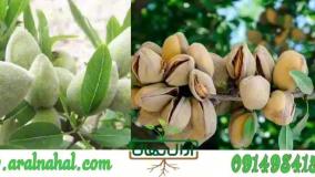 خرید نهال بادام