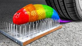 چالش له کردن اجسام نرم و ترد: ماهی رنگین کمانی در مقابل ماشین!