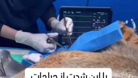 دامپزشکی قم _ جراحی پلاستیک سگ سرابی
