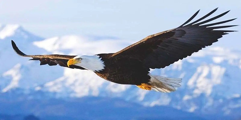 لحظه دلهره آور حمله عقاب سرسفید به دختر بچه! ۱۶ فروردین ۱۴۰۴