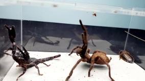 دعوای عقرب سیاه