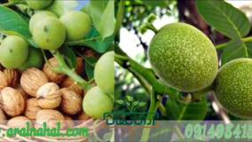 خرید نهال گردو
