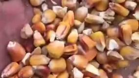 فروش ذرت - فروش  جو - فروش گندم