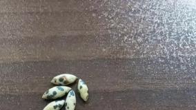 مهره مار پوست ماری ،مهره مار خال دار ، مهره مار اصل ،مهره مار دانه برنجی 09359109175