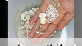 مهره مار اصلی ، شاه کبری ، مهره مار افعی ، مهره مار تقلبی،مامبای سیاه