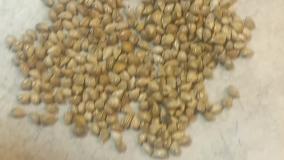 مهره مار کله گنجشکی ، مهره مار کله قوچی ، مهره مار زاهدانی 09359109175