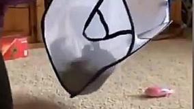 کلیپ کوتاه و خنده دار سگ و گربه بامزه!
