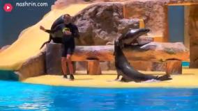 آنابلا شو این داستان بوگدان در seaworld
