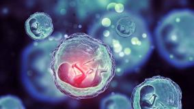 شناسایی فولیکول غالب در بارداری :