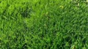 بذر چمن سوپر اسپورت هلند - 09197443453