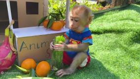 بچه میمون بامزه :: برنامه کودک جدید :: بچه میمون :: میمون کوچولو بامزه