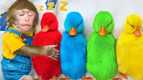 کارتون بچه میمون شیطون: میمون کوچولو طبیعت گردی و قایق سواری میکند!