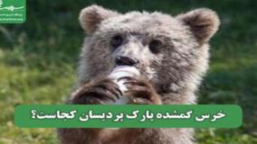 خرس کوچولو ناپدید شد! احتمال سرقت یا سهل‌انگاری در پردیسان| 10 خرداد 1404