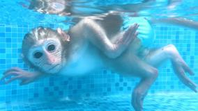 بچه میمون بامزه :: برنامه کودک جدید :: بچه میمون :: میمون کیوت