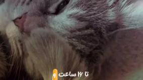 15فکت درباره گربه ها