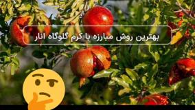 سم قارچ انار بادرام تاج ( badramtaj ) ، اولین سم برای کرم انار در ایران