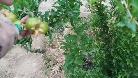 آموزش استفاده از سم کرم انار بادرام تاج ( badramtaj ) توسط مخترع این سم مهندس شروین تقا