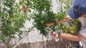 استفاده از سم کرم تاج انار بادرام تاج ( badramtaj ) توسط آقای زهد