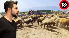 داستان ترسناک با ویدیو | گله گوسفند
