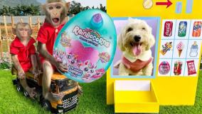 برنامه کودک بچه میمون جدید: ماجراهای بچه‌ میمون و تخم مرغ شانسی!