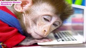 برنامه کودک بچه میمون جدید: ماجراهای میمون کوچولو و ریختن نوشابه روی لپ تاپ!