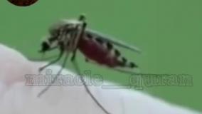 معجزه شگفت آور پشه در قرآن