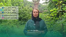 طراحی سایت در بندرکنگان