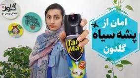 راه پیشگیری و از بین بردن پشه گلدان | گل و گیاه | گل آپارتمانی | گیاه آپارتمانی