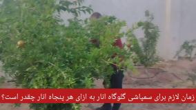 سمپاشی درختان انار با سم کرم گلوگاه انار بادرام تاج چقدر طول می کشد؟