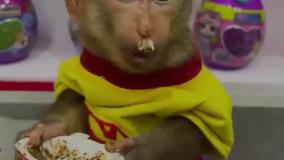 برنامه کودک بچه میمون - بچه میمون بامزه - سرگرمی کودکان