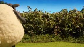 بره ناقلا (گوسفندان و دوربین حیات وحش)