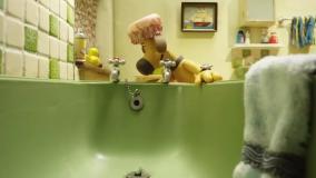 بره ناقلا (عنکبوت)