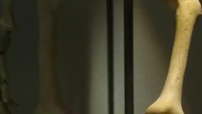 انیمیشن سینمایی بره ناقلا - 2015