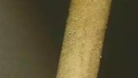 انیمیشن سینمایی بره ناقلا Shaun the Sheep 2015