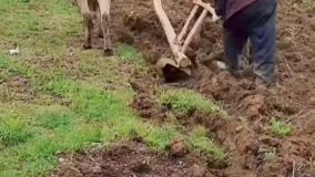 روشی قدیمی برای شخم زدن زمین