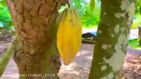 فیلم ناستیا و بابایی و تور شکلات سازی