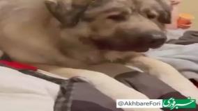 با یوگی آشنا شوید؛ سگ ۹۰ کیلویی  قفقازی‌ای که همه را وحشت‌زده کرده | 2 مرداد 1404