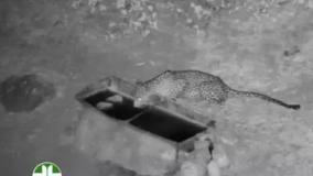 ببینید| نخستین فیلم از رویت یک قلاده پلنگ کمیاب ایرانی در لرستان | 3 مرداد 1404