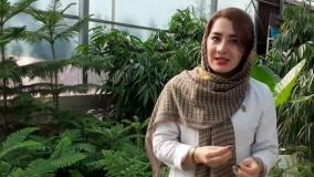 دو روش تکثیر کاج مطبق