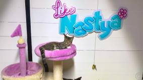 کارتون دخترانه ناستیا و استیسی / انجام کارهای خوب / کارتون شاد