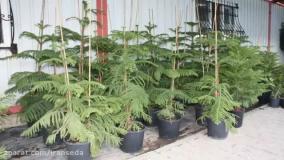 راهنمای نگهداری و تکثیر کاج مطبق