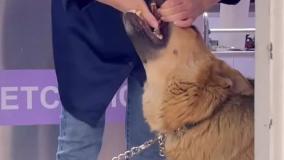 ژرمن پدر خانواده ش رو آورده دکتر